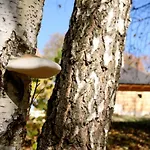 Osada Sudecka * Ladek-Zdroj